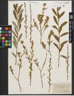 Foto von Salix purpurea L. x Salix repens L.